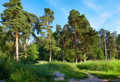 В Год экологии в Рязанской области появится ещё одна особо охраняемая природная территория